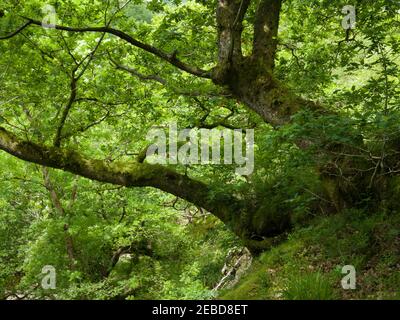 Un albero di quercia che cresce sui ripidi lati del burrone sopra il fiume Afon Mellte nel parco nazionale Bannau Brycheiniog (Brecon Beacons) vicino a Ystradfellte, Powys, Galles. Foto Stock