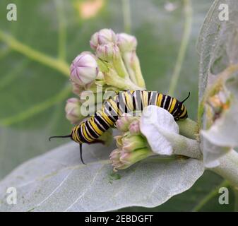 Monarch Butterfly, Danaus plexippus, caterpillar su piante di alghe, asclepie Foto Stock