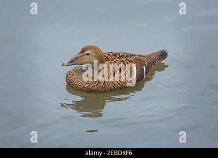 Common eider duck, Somateria mollissima, femmina Foto Stock