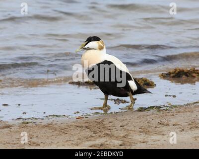 Anatra comune di Eider, Somateria mollisima, maschio. Drake camminando sulla spiaggia a Seahouses, Northumberland. Foto Stock