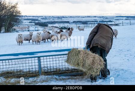 Coltivatore con fieno per pecore delle Shetland in pezzetti di razza pura in inverno, Lothian orientale, Scozia, Regno Unito Foto Stock