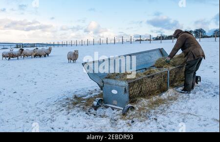 Coltivatore con fieno per pecore delle Shetland in pezzetti di razza pura in inverno, Lothian orientale, Scozia, Regno Unito Foto Stock