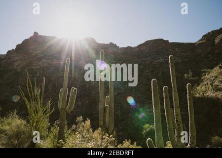 Il fascio di sole stellato sulle colline del deserto illumina l'alto Saguaros Foto Stock