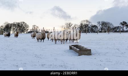 Pure bred incinta pecore Shetland mangiando da trogolo in neve d'inverno, Lothian orientale, Scozia, Regno Unito Foto Stock