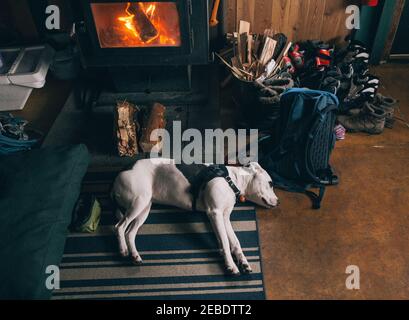 Un cane bianco e nero dorme di fronte al legno stufa a fuoco in capanna da sci Foto Stock