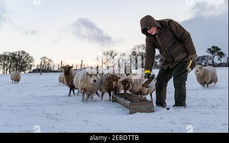 Allevatore che alimenta pecore Shetland in gravidanza di razza pura nella neve d'inverno, Lothian orientale, Scozia, Regno Unito Foto Stock