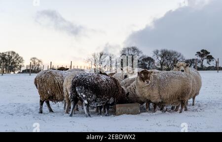 Pure bred incinta pecore Shetland mangiando da trogolo in neve d'inverno, Lothian orientale, Scozia, Regno Unito Foto Stock