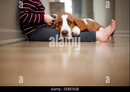 Basset cane cucciolo hound si adagia sulle gambe del bambino sul pavimento a casa Foto Stock