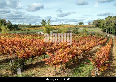 Vigneti - stessa vista, stagioni diverse - Languedoc, Francia meridionale. Foto Stock