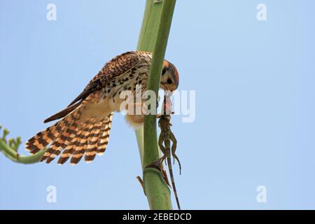 Gheppio americano; Falco sparverius, con iguana catturato e parzialmente mangiato Foto Stock