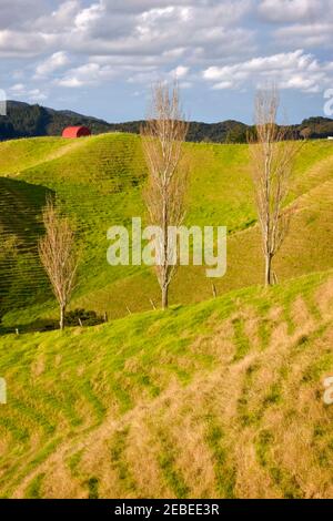 Erosione in pascoli causata da pecore pascolo fare modelli sulle colline nella Baia delle Isole, Northland, Nuova Zelanda Foto Stock