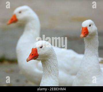 Tre bianchi oche domestiche, Anser anser domesticus o Anser cygnoides Foto Stock