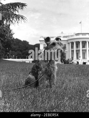 I cani della Casa Bianca Pushinka e Charlie, e le anatre della Casa Bianca. Il cane della famiglia Kennedy Charlie seduto sul prato sud della Casa Bianca, Washington, D.C. Foto Stock