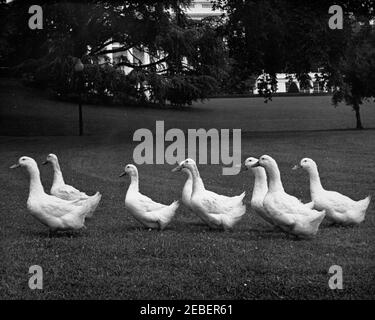 I cani della Casa Bianca Pushinka e Charlie, e le anatre della Casa Bianca. Otto anatre sul prato sud della Casa Bianca, Washington, D.C. Foto Stock