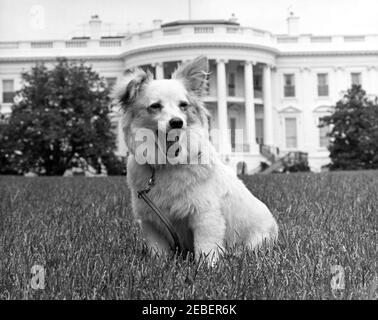 I cani della Casa Bianca Pushinka e Charlie, e le anatre della Casa Bianca. Il cane della famiglia Kennedy Pushinka seduto sul prato sud della Casa Bianca, Washington, D.C. Foto Stock