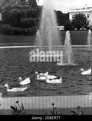 I cani della Casa Bianca Pushinka e Charlie, e le anatre della Casa Bianca. Sette anatre che nuotano in una fontana sul prato sud della Casa Bianca, Washington, D.C. Foto Stock