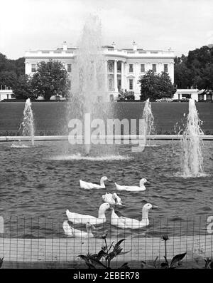 I cani della Casa Bianca Pushinka e Charlie, e le anatre della Casa Bianca. Sette anatre che nuotano in una fontana sul prato sud della Casa Bianca, Washington, D.C. Foto Stock