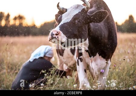 Femmina con sciarpa bianca mungente mucca in campo al tramonto Foto Stock