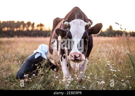 Femmina con sciarpa bianca mungente mucca in campo al tramonto Foto Stock