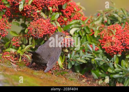 Femmina Blackbird arroccato su Pyracantha con bacche Foresta di Dean REGNO UNITO Foto Stock