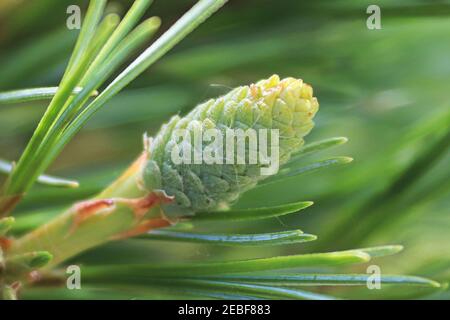 Macro del giovane cono di pietra di pino svizzero Foto Stock