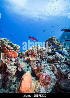Stagcape con Lionfish nella barriera corallina del Mar dei Caraibi, Curacao Foto Stock