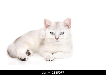 Bianco bello gattino inglese argentato chinchilla giace con gli occhi blu isolato su sfondo bianco Foto Stock