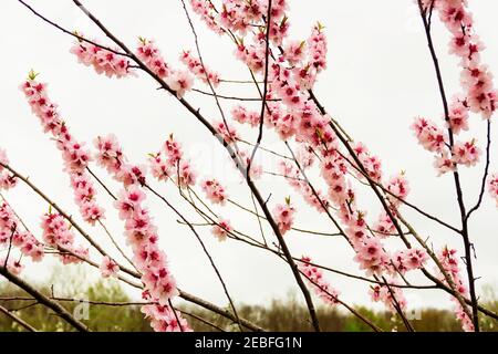 rami di alberi di frutta di pesca durante la fioritura con fiori Foto Stock