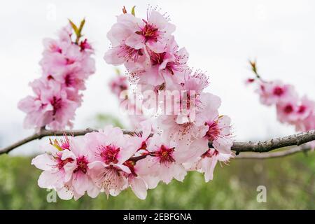 rami di alberi di frutta di pesca durante la fioritura con fiori Foto Stock