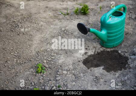 Annaffiatura verde nell'angolo destro sullo sfondo del giardino e terreno grigio secco. Puddle bagnato. Alcuni verdi. Il tema è terra secca grave, siccità Foto Stock