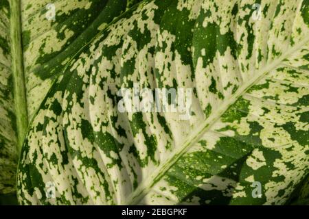 Dieffenbachia compacta .Dumb cane. Pianta foglie vista dall'alto Foto Stock