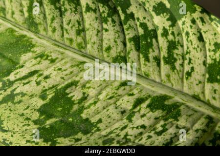 Dieffenbachia compacta .Dumb cane. Pianta foglie vista dall'alto Foto Stock