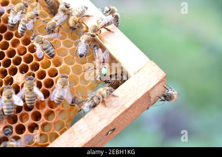 Buckfast queen ape segnato con punto verde per l'anno 2019 in alveare d'api con la sua Carnica misto lineages honeybee figlie Foto Stock