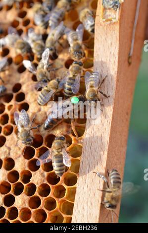 Buckfast queen ape segnato con punto verde per l'anno 2019 in alveare d'api con la sua Carnica misto lineages honeybee figlie Foto Stock