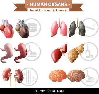 Organi umani salute fattori di rischio icone composizione poster medico con hart fegato cervello e polmoni educativa vettore illustrazione Illustrazione Vettoriale