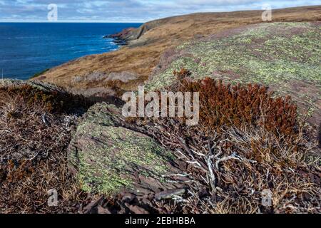 Litorale in inverno, St. Bride's, Terranova, Canada Foto Stock