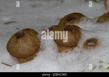 Gruppo di polpette comuni o palle spottate nella neve Foto Stock