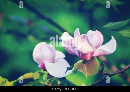Bella magnolia albero fiorisce in primavera. Foto in tonalità vintage di magnolia rosa. Romantico sfondo floreale. Foto Stock
