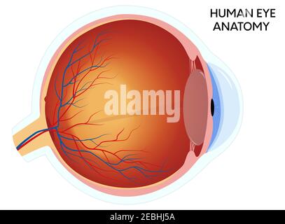 Diagramma anatomico dell'occhio umano, illustrazione della sezione trasversale educativa medica. Isolato su sfondo bianco. Illustrazione Vettoriale