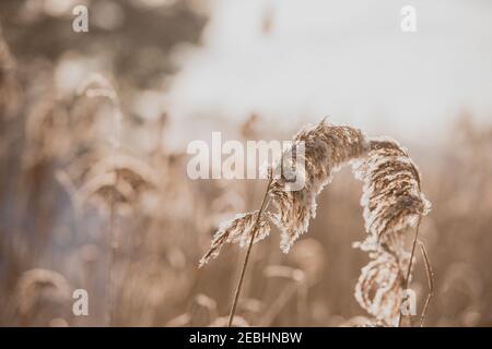 Pampas erba all'aperto in colori pastello chiari. Canne asciutte stile boho. Astratto sfondo naturale Foto Stock