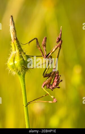 mantis in preghiera appollaiato su un fiore. Fotografia macro. Messa a fuoco selettiva. Foto Stock