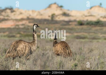 Due UEM hanno ora sociale nel bushland Foto Stock