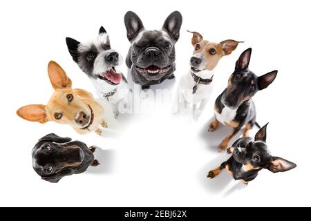 gruppo di squadra fila di cani che prendono un selfie isolato su sfondo bianco, sorriso e felice istantanea Foto Stock