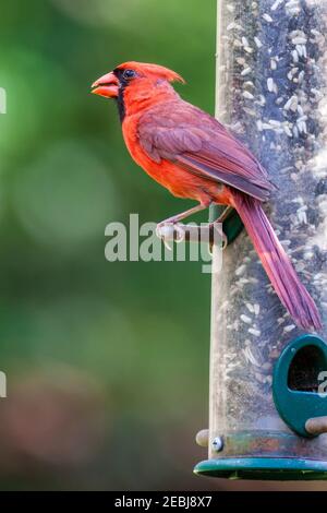 Cardinale del nord all'alimentatore degli uccelli di cortile in primavera, Texas. Foto Stock