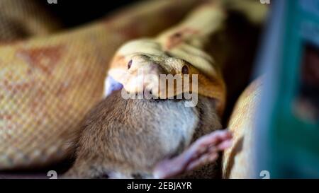 boa costrictor mangia un ratto. alta qualità primo piano foto Foto Stock