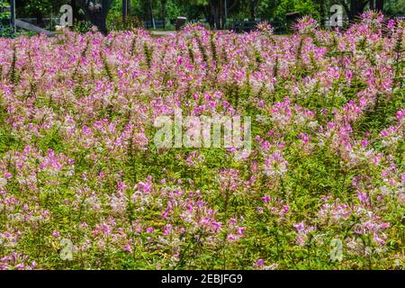 Spider Flower, Cleome spinosa, in giardino ad Alvin, Texas. Foto Stock