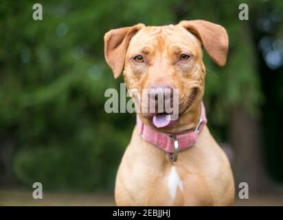 Un cane rosso di razza Hound x Retriever misto con un'espressione felice, indossando un collare rosa Foto Stock