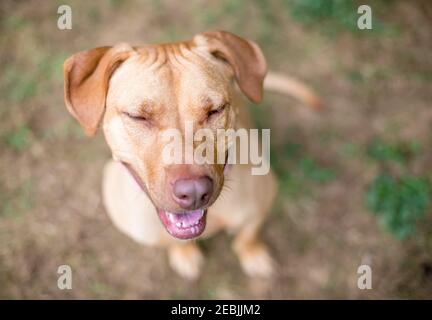 Un rosso Hound x Retriever razza mista cane seduta con i suoi occhi chiusi e un'espressione felice Foto Stock