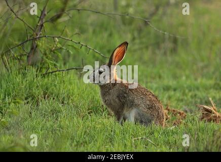 Scrub Lepre (Lepus saxatilis) adulto seduto in erba lussureggiante Tempe Elephant Park, Sudafrica Novembre Foto Stock