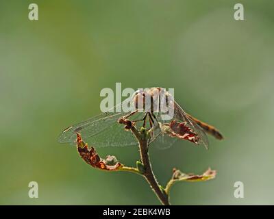 Dragonfly (Sympetrum striolatum) maschile immaturo, appollaiato al sole sul fogliame acquatico di Cumbria, Inghilterra, Regno Unito Foto Stock